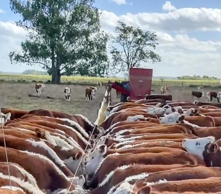 Protein in Beef Cattle Diets